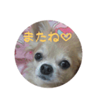 チワワン♡ライムちゃん1（個別スタンプ：14）