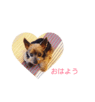 patoharutotelau（個別スタンプ：1）