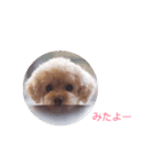 patoharutotelau（個別スタンプ：3）
