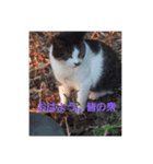 ねこっちです（個別スタンプ：1）