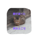 ねこっちです（個別スタンプ：2）