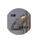 ねこっちです（個別スタンプ：3）