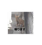 ねこっちです（個別スタンプ：4）