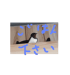 ねこっちです（個別スタンプ：5）