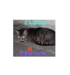 ねこっちです（個別スタンプ：6）