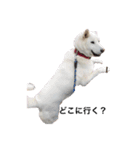 白い犬ワン（個別スタンプ：1）