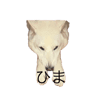 白い犬ワン（個別スタンプ：2）
