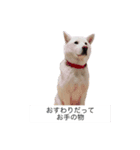 白い犬ワン（個別スタンプ：3）