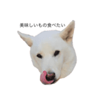 白い犬ワン（個別スタンプ：4）