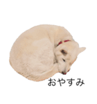 白い犬ワン（個別スタンプ：5）
