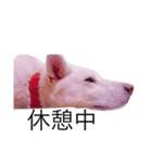 白い犬ワン（個別スタンプ：6）
