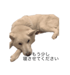 白い犬ワン（個別スタンプ：8）