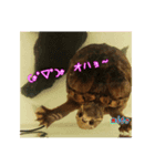 2018年のまとめ愛亀ミシニのmitoちゃん（個別スタンプ：2）