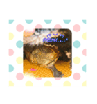 2018年のまとめ愛亀ミシニのmitoちゃん（個別スタンプ：3）