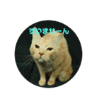 猫のネイマールとカカと犬！？（個別スタンプ：1）