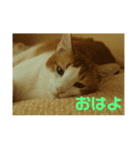猫のネイマールとカカと犬！？（個別スタンプ：2）
