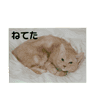 猫のネイマールとカカと犬！？（個別スタンプ：3）