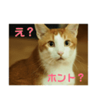 猫のネイマールとカカと犬！？（個別スタンプ：4）