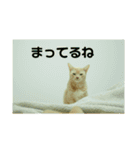 猫のネイマールとカカと犬！？（個別スタンプ：5）