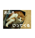 猫のネイマールとカカと犬！？（個別スタンプ：6）
