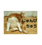 猫のネイマールとカカと犬！？（個別スタンプ：7）