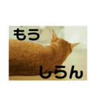 猫のネイマールとカカと犬！？（個別スタンプ：8）