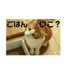 猫のネイマールとカカと犬！？（個別スタンプ：9）