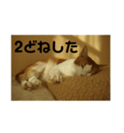 猫のネイマールとカカと犬！？（個別スタンプ：10）
