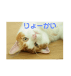 猫のネイマールとカカと犬！？（個別スタンプ：11）