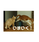 猫のネイマールとカカと犬！？（個別スタンプ：12）