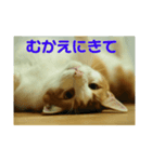 猫のネイマールとカカと犬！？（個別スタンプ：13）
