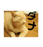 猫のネイマールとカカと犬！？（個別スタンプ：14）
