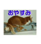 猫のネイマールとカカと犬！？（個別スタンプ：15）
