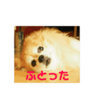 猫のネイマールとカカと犬！？（個別スタンプ：16）