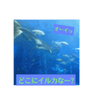 イルカ大好き‼️（個別スタンプ：3）