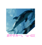 イルカ大好き‼️（個別スタンプ：6）