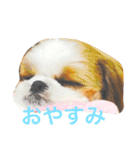 I♡シーズー♡（個別スタンプ：1）
