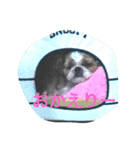 I♡シーズー♡（個別スタンプ：2）