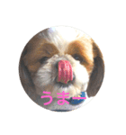 I♡シーズー♡（個別スタンプ：4）