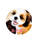 I♡シーズー♡（個別スタンプ：7）