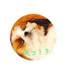 I♡シーズー♡（個別スタンプ：8）