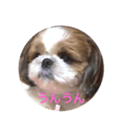 I♡シーズー♡（個別スタンプ：11）