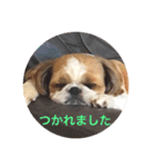 I♡シーズー♡（個別スタンプ：13）