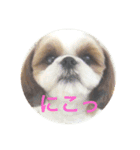 I♡シーズー♡（個別スタンプ：14）