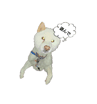 家のワンちゃんの日常（個別スタンプ：4）