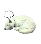 家のワンちゃんの日常（個別スタンプ：5）