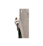 家のワンちゃんの日常（個別スタンプ：7）