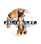 石垣島犬モクとレイア2（個別スタンプ：2）