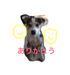 石垣島犬モクとレイア2（個別スタンプ：6）