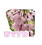 お花で挨拶（個別スタンプ：4）